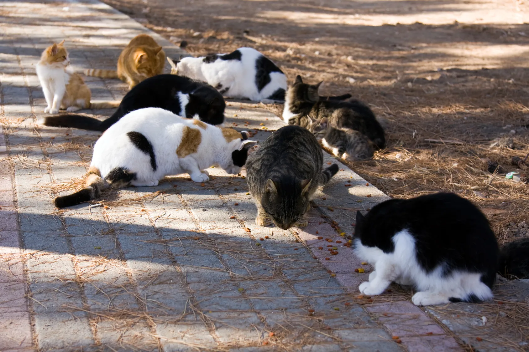 katzen schnelle vermehrung katzen vermehrung durch kastrieren verhindern