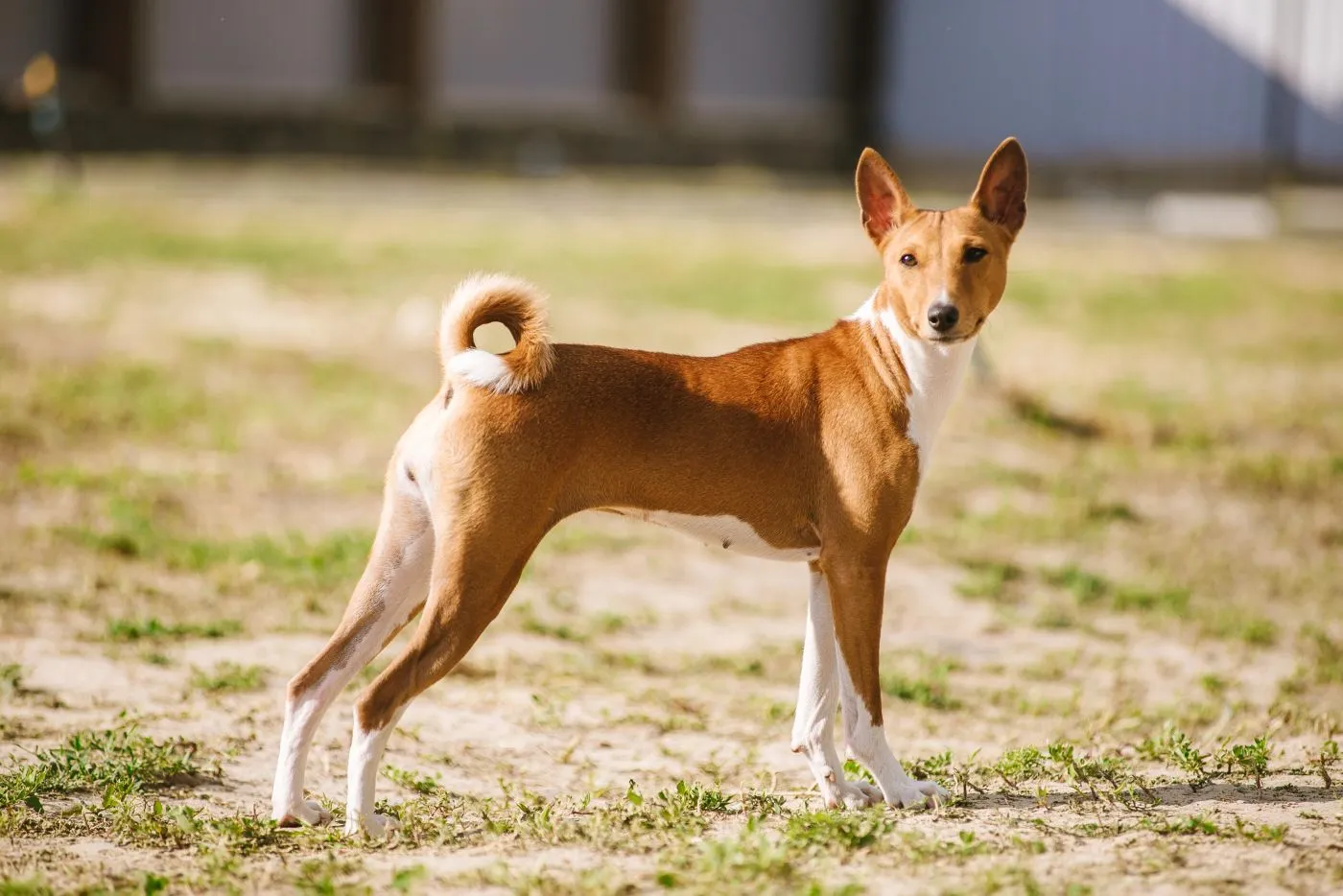 gleitgel zutaten Basenji Charakter, Haltung & Pflege