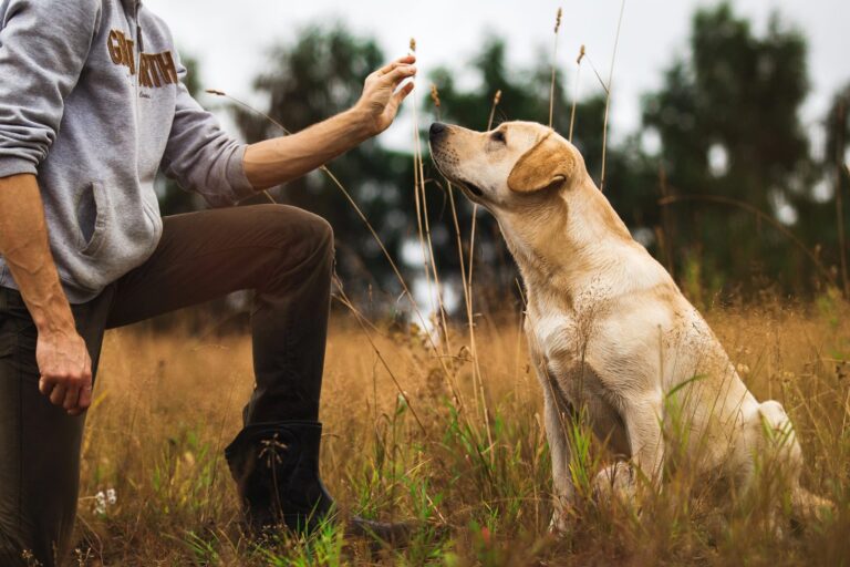 Mann und Hund beim Obedience-Training