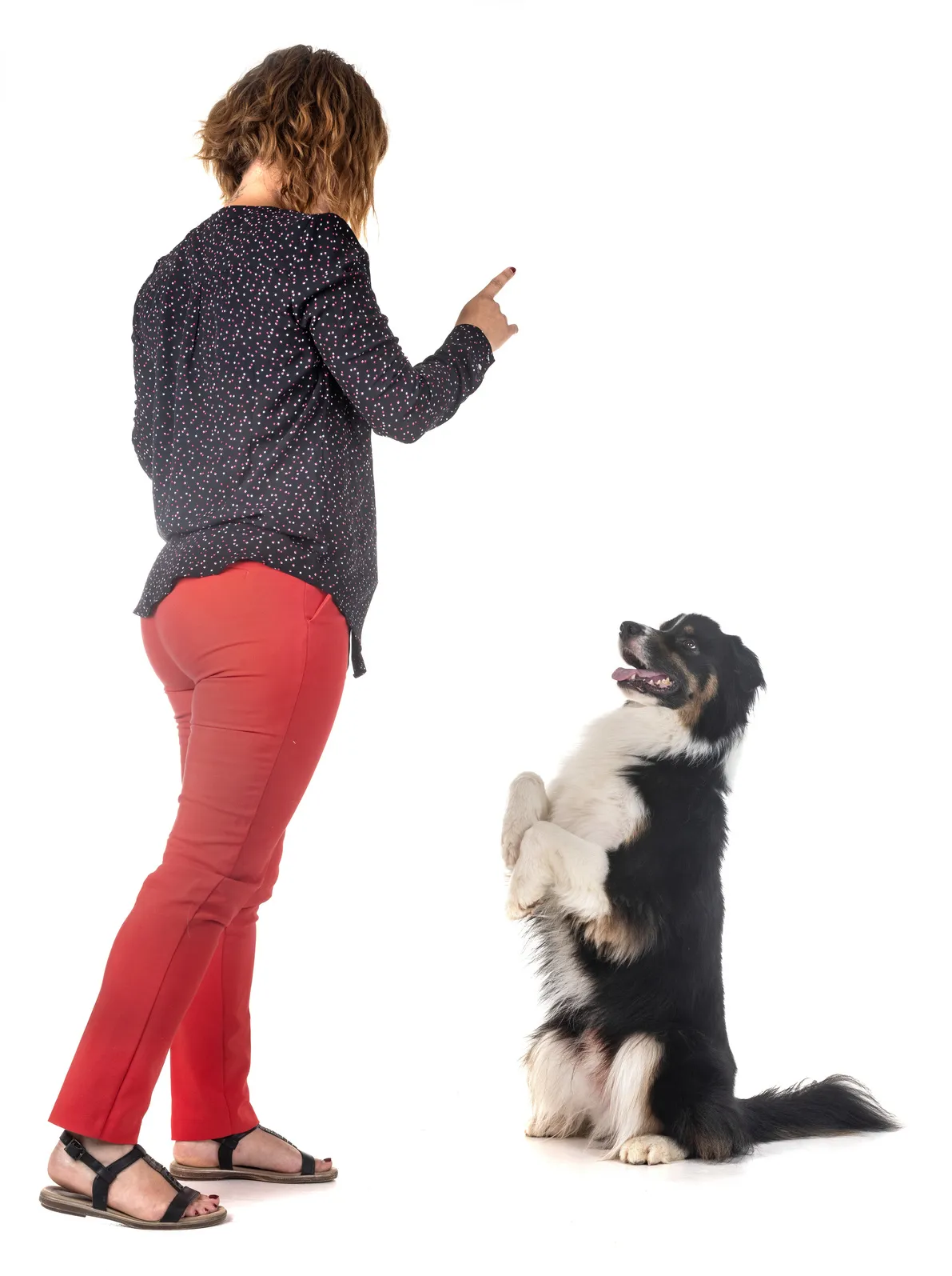 australian shepherd obedience training