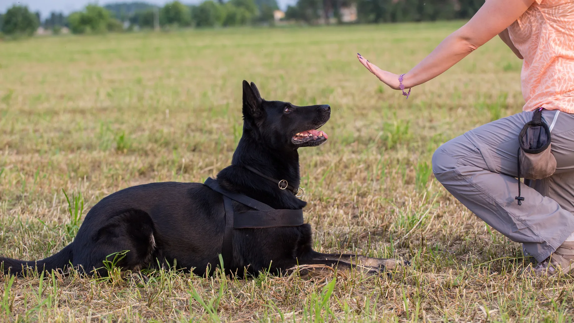 obedience training