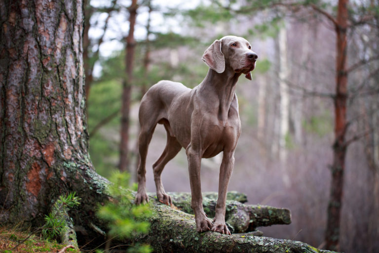 Weimaraner Hund in Natur