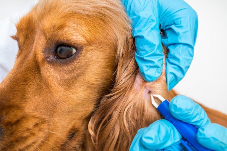 Borreliose Zecken Hund