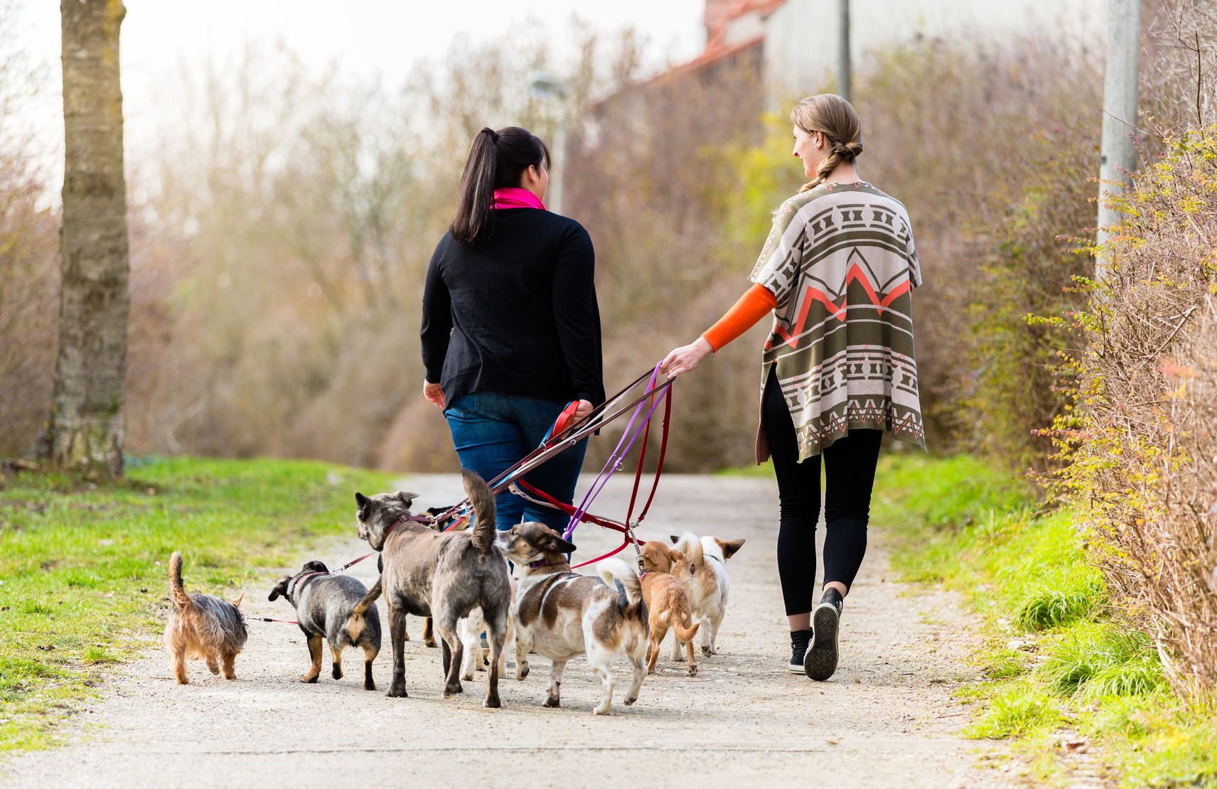 hundesitters mit viele hunde