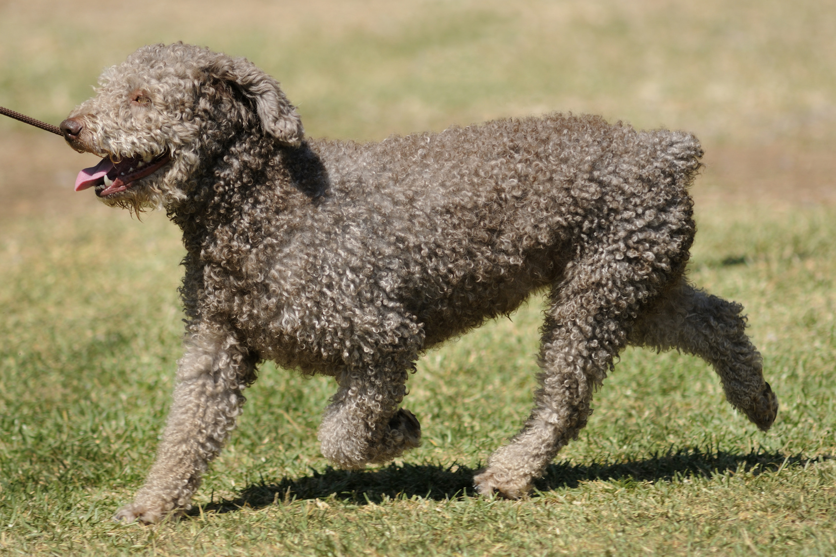 spanischer wasserhund