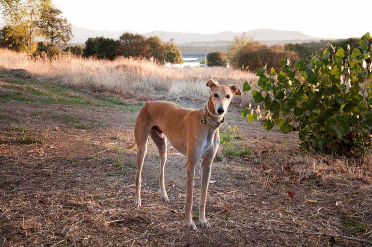 galgo espanol hund im freien