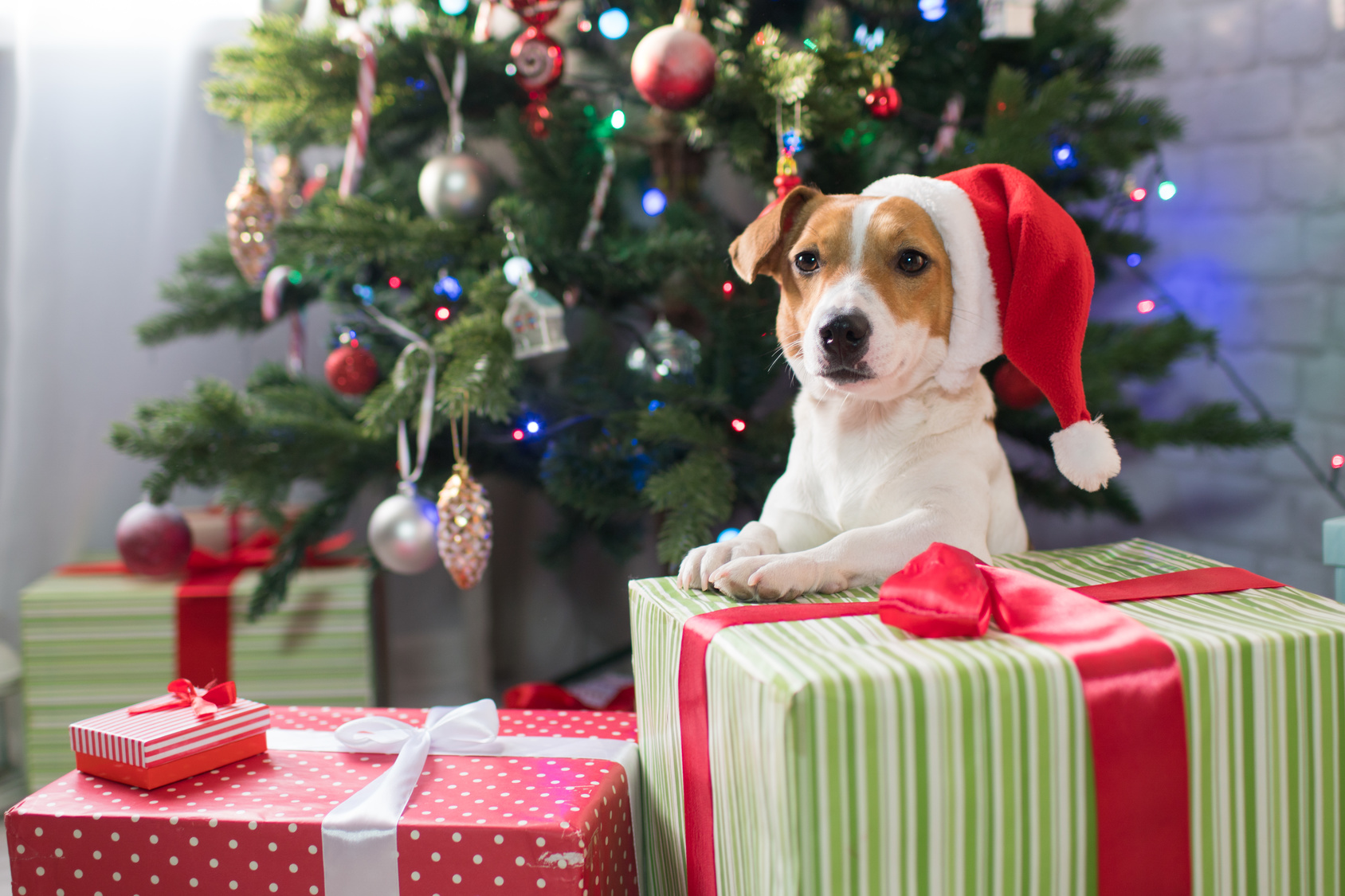 Jack Russel sitzt vor einem Weihnachtsbaum