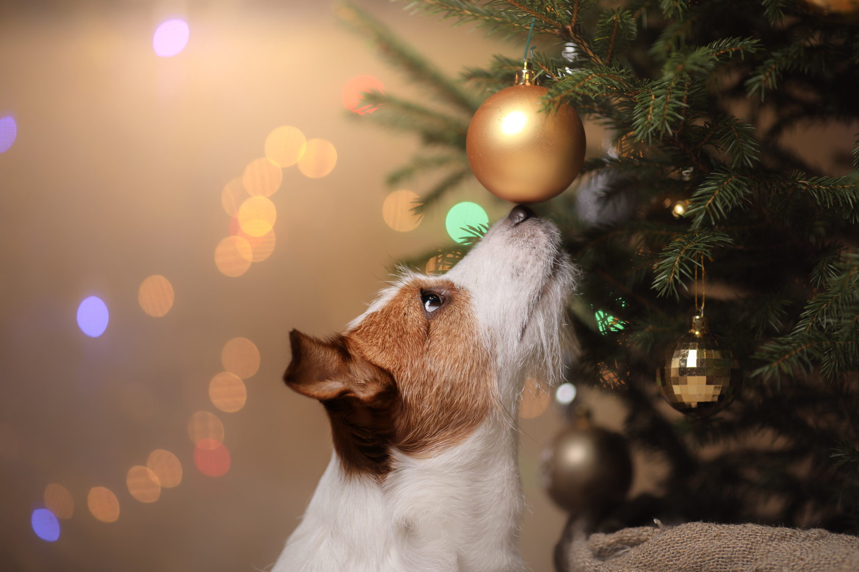 Hund schnüffelt an einer Christbaumkugel