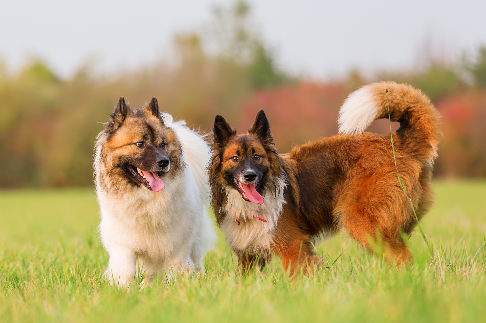 zwei elo hunde spielen