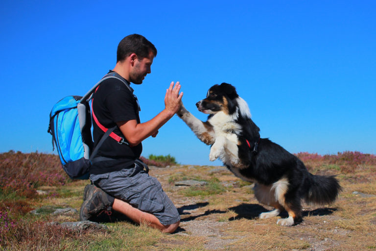 Ein guter Hundetrick ist dem Hund high five beizubringen.