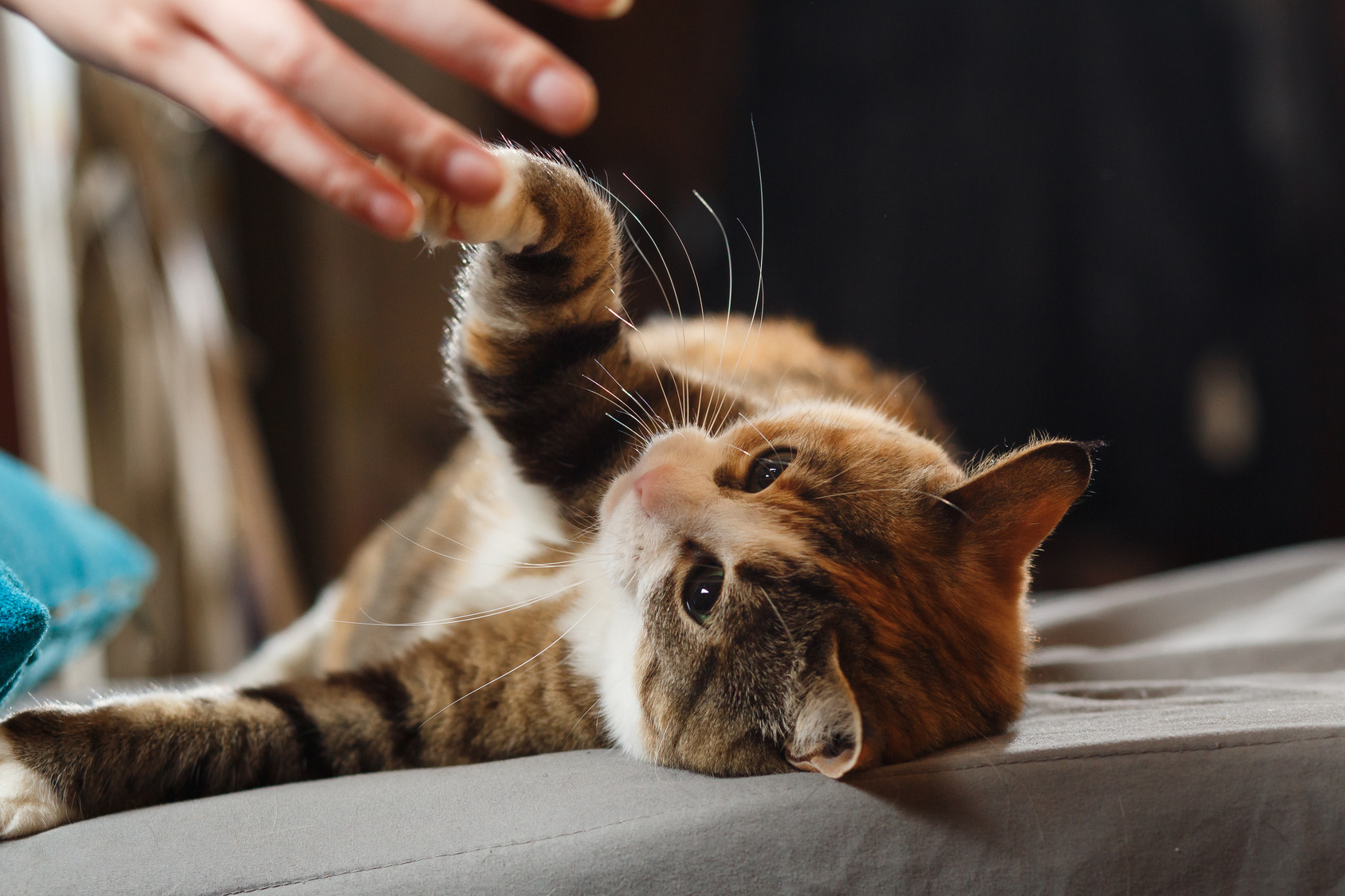 Pfötchen gebende Katze