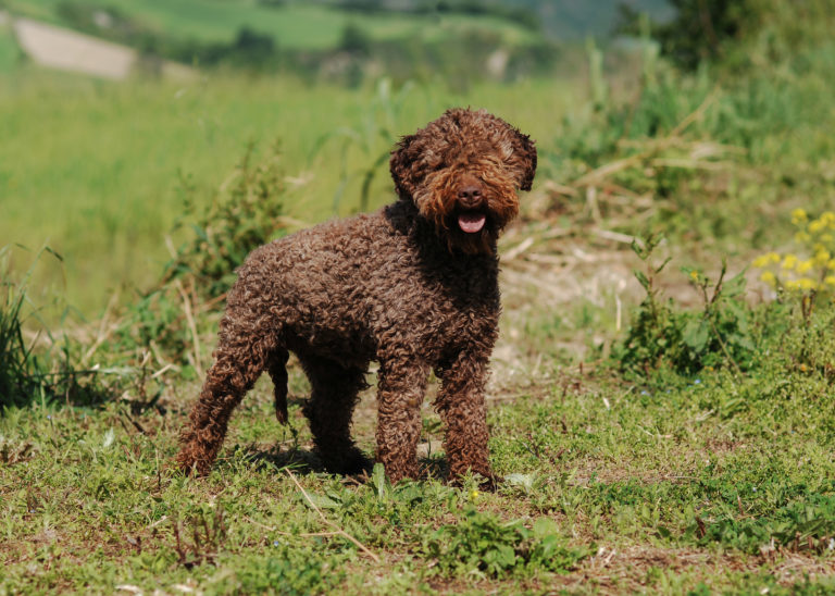 lagotto romagnolo braun portrait