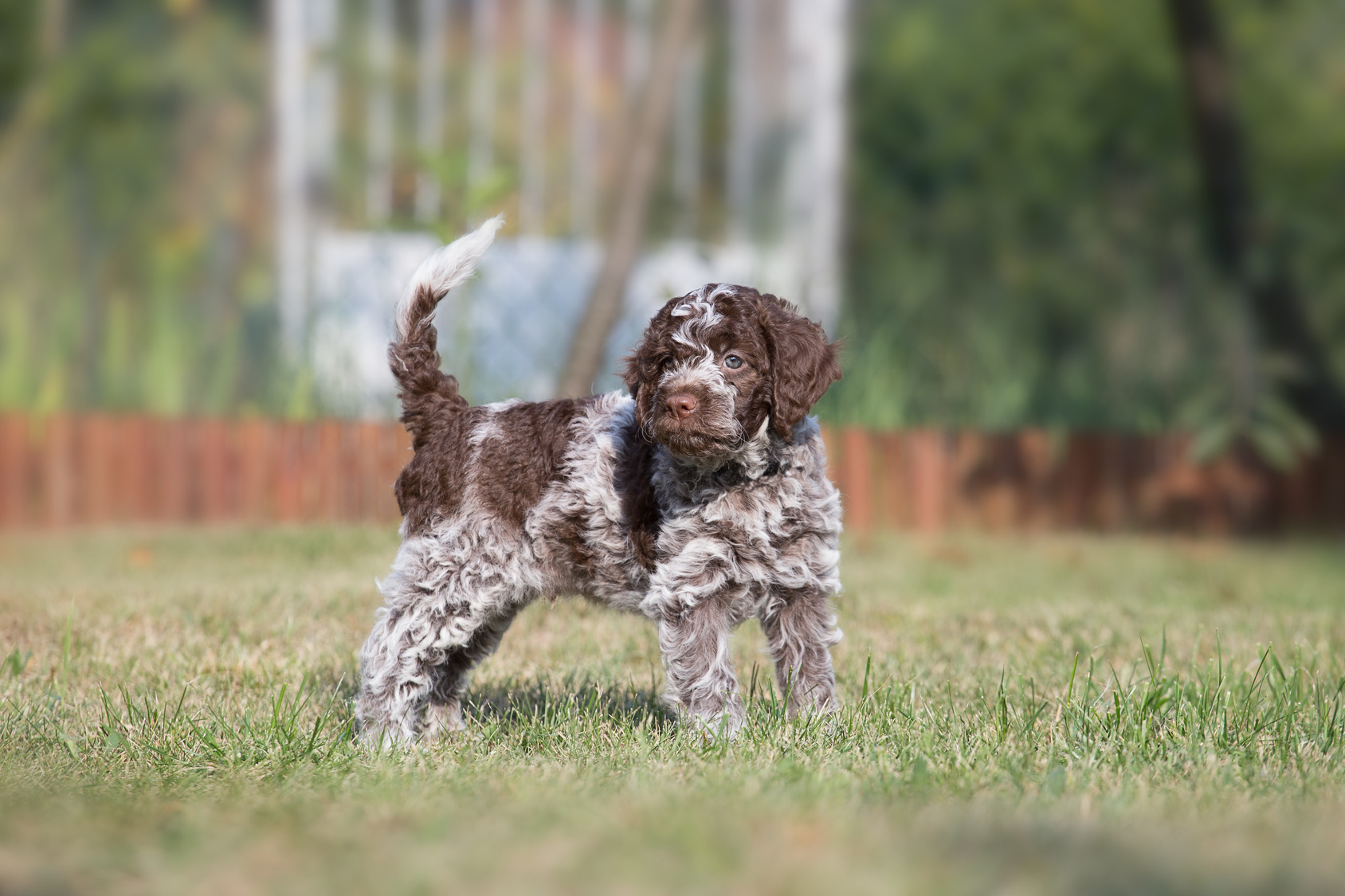 zweifarbiger Lagotto Romagnolo Welpe
