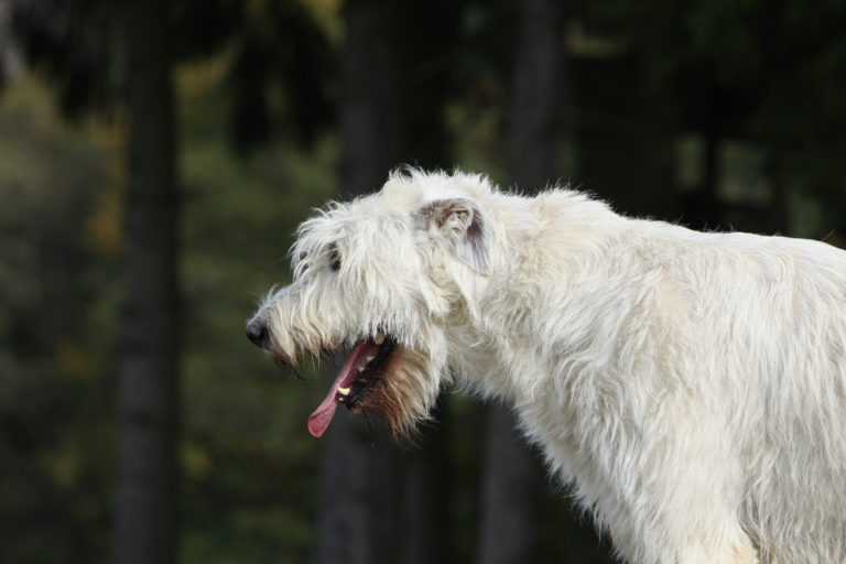 Hund hustet bei Kälte