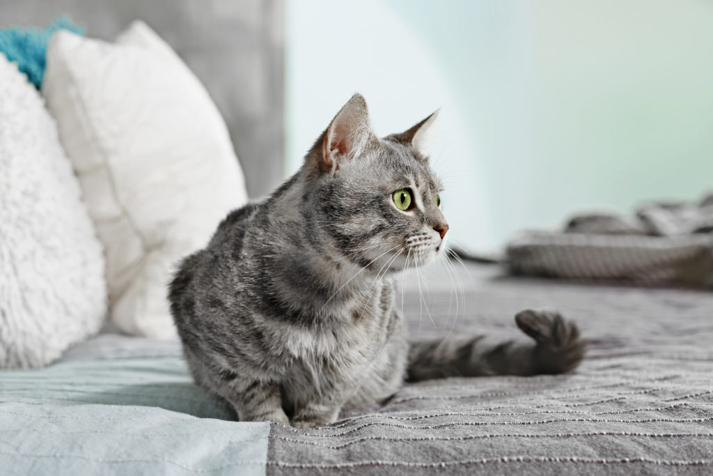 Katze Pinkelt Vor Meinen Augen Ins Bett Melancholie Sorgfältig hell katze pinkelt vor meinen augen ins bett