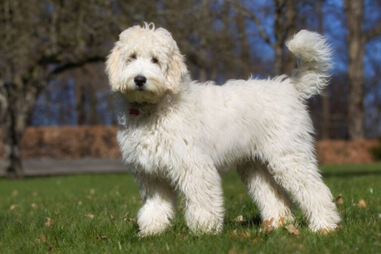 Labradoodle auf der Wiese