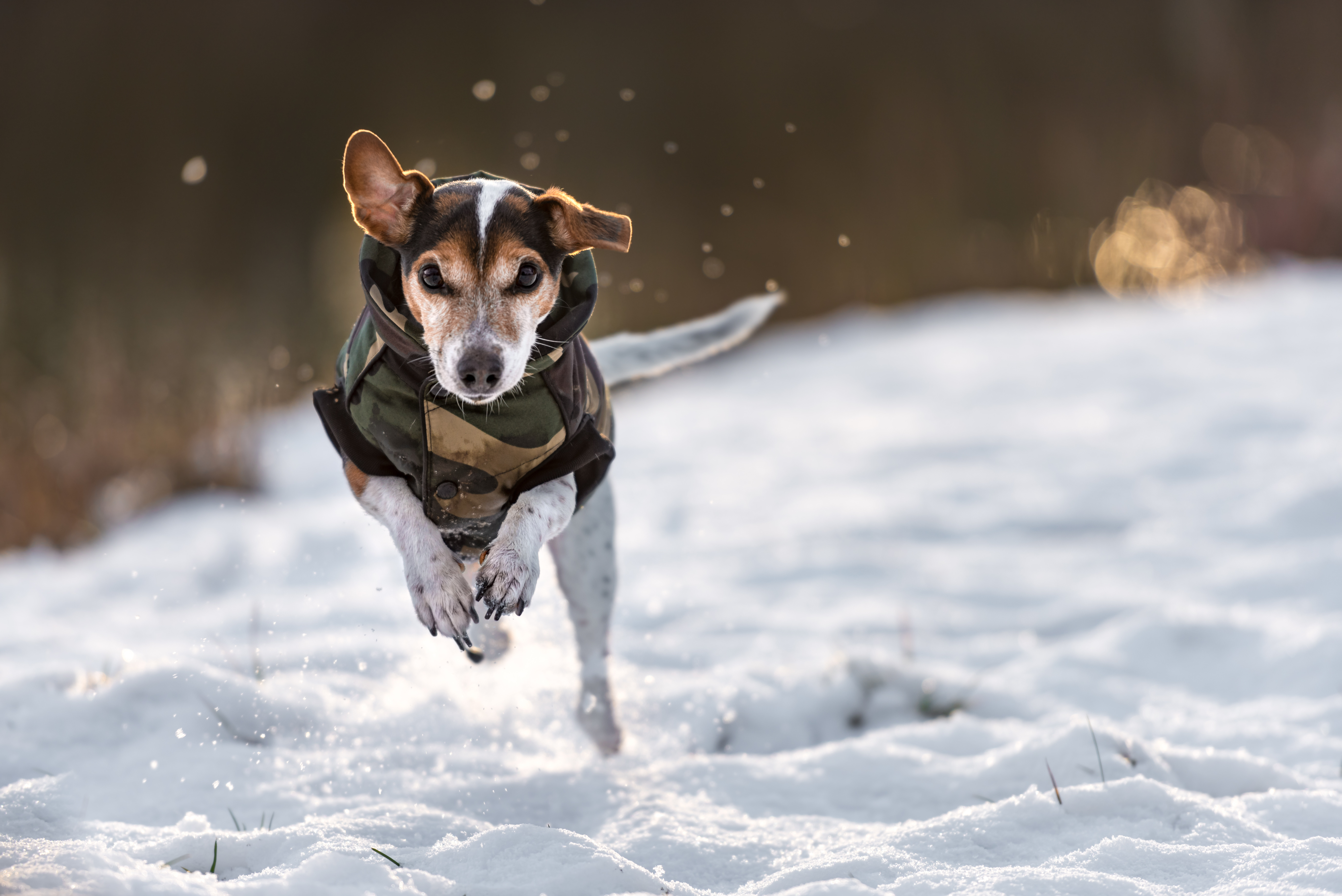 Hund glücklich im Schnee