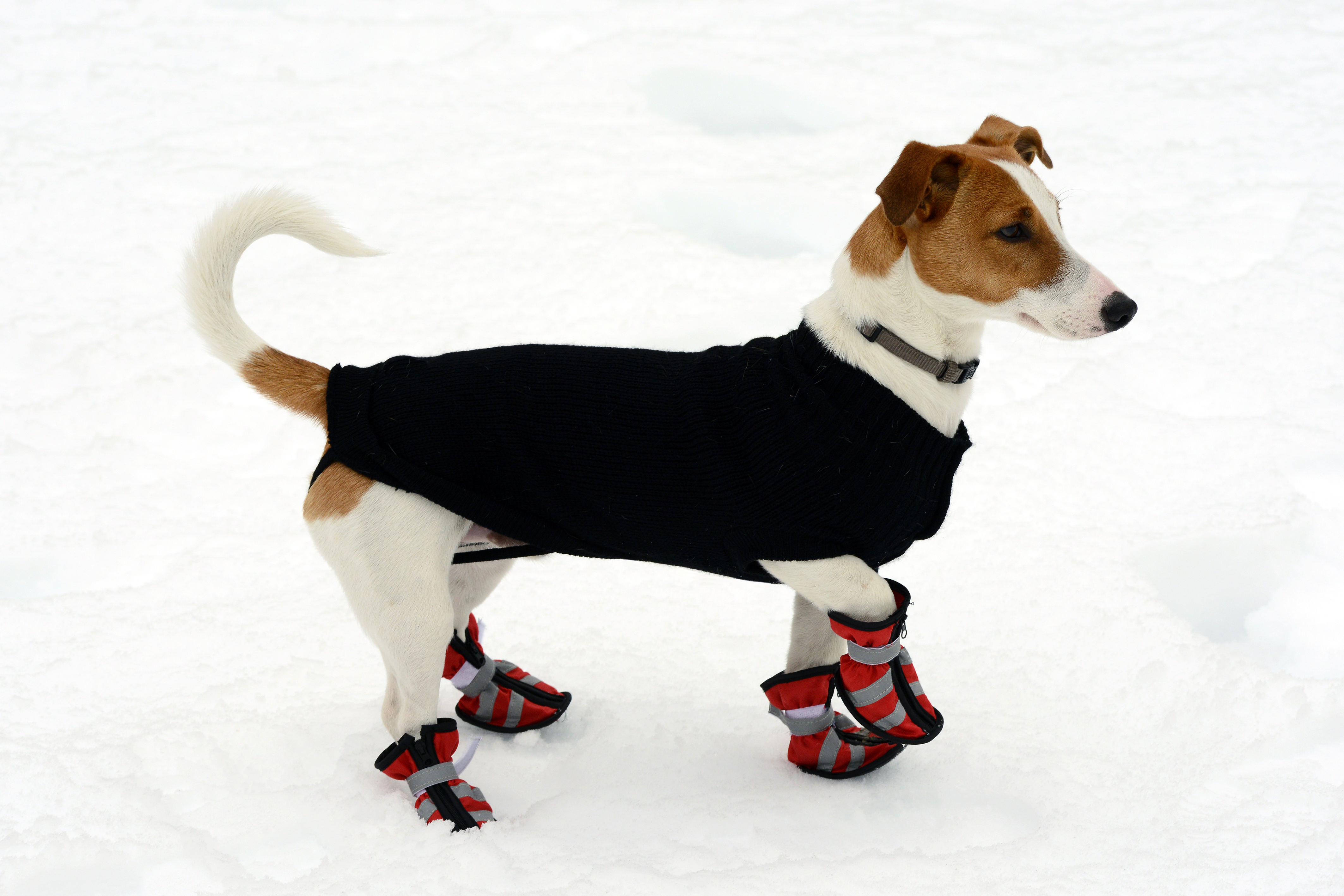 Hund im schnee mit hundemantel und schuhe