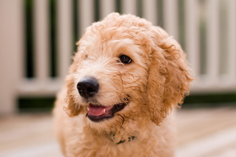 Loose Gray Corduroy Shirt
