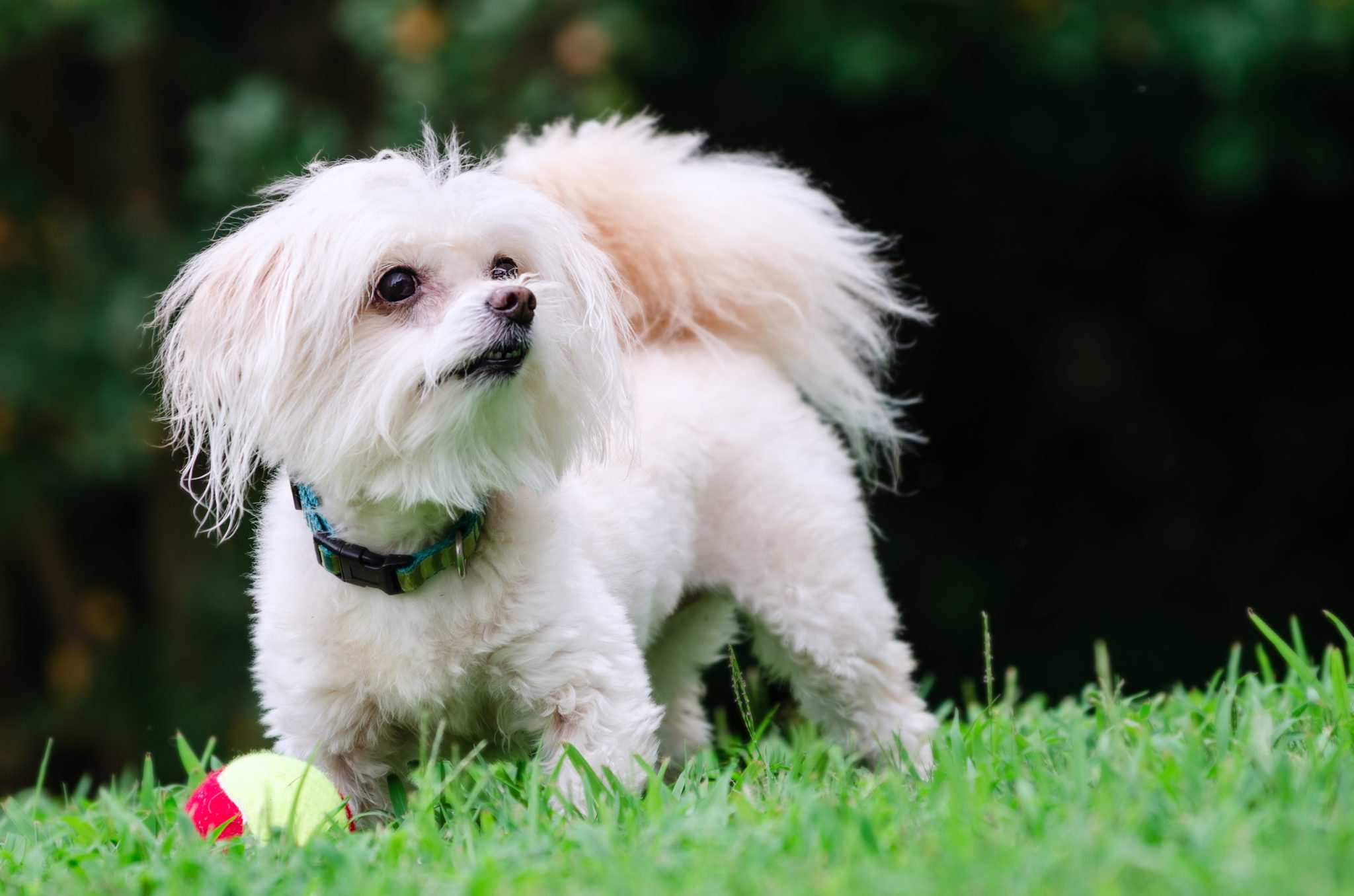 Maltipoo Charakter, Haltung & Pflege Rassebeschreibung zooplus.at