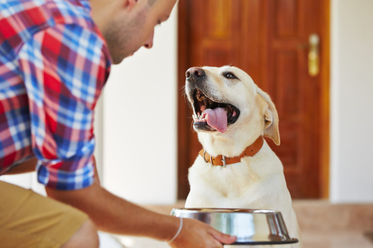 Labrador getreidefreies hundefutter