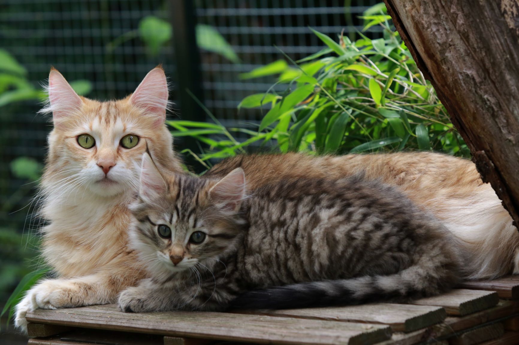 Artegerechte Katzenhaltung in einem abgetrennten Garten.
