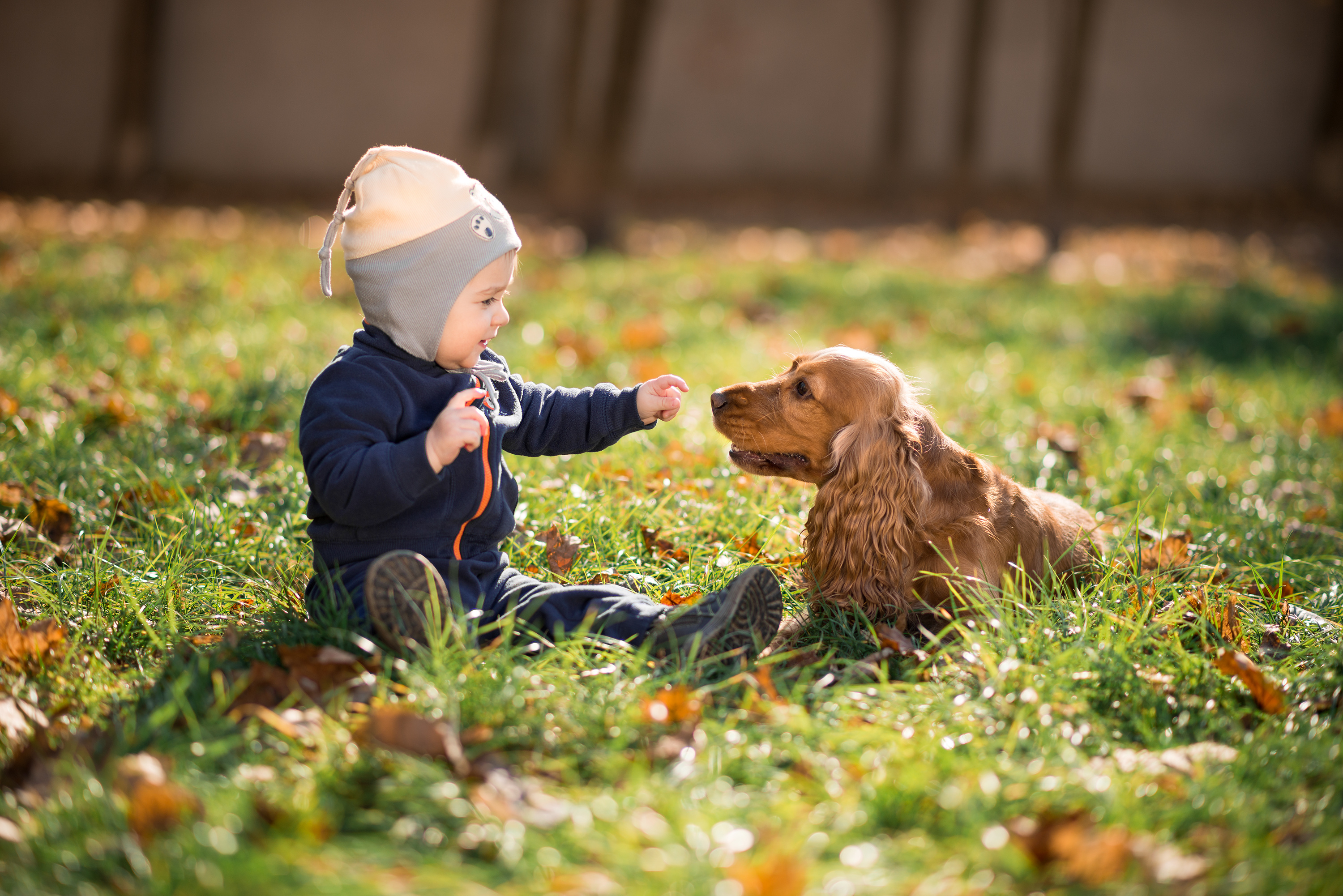 baby mit cocker im grass