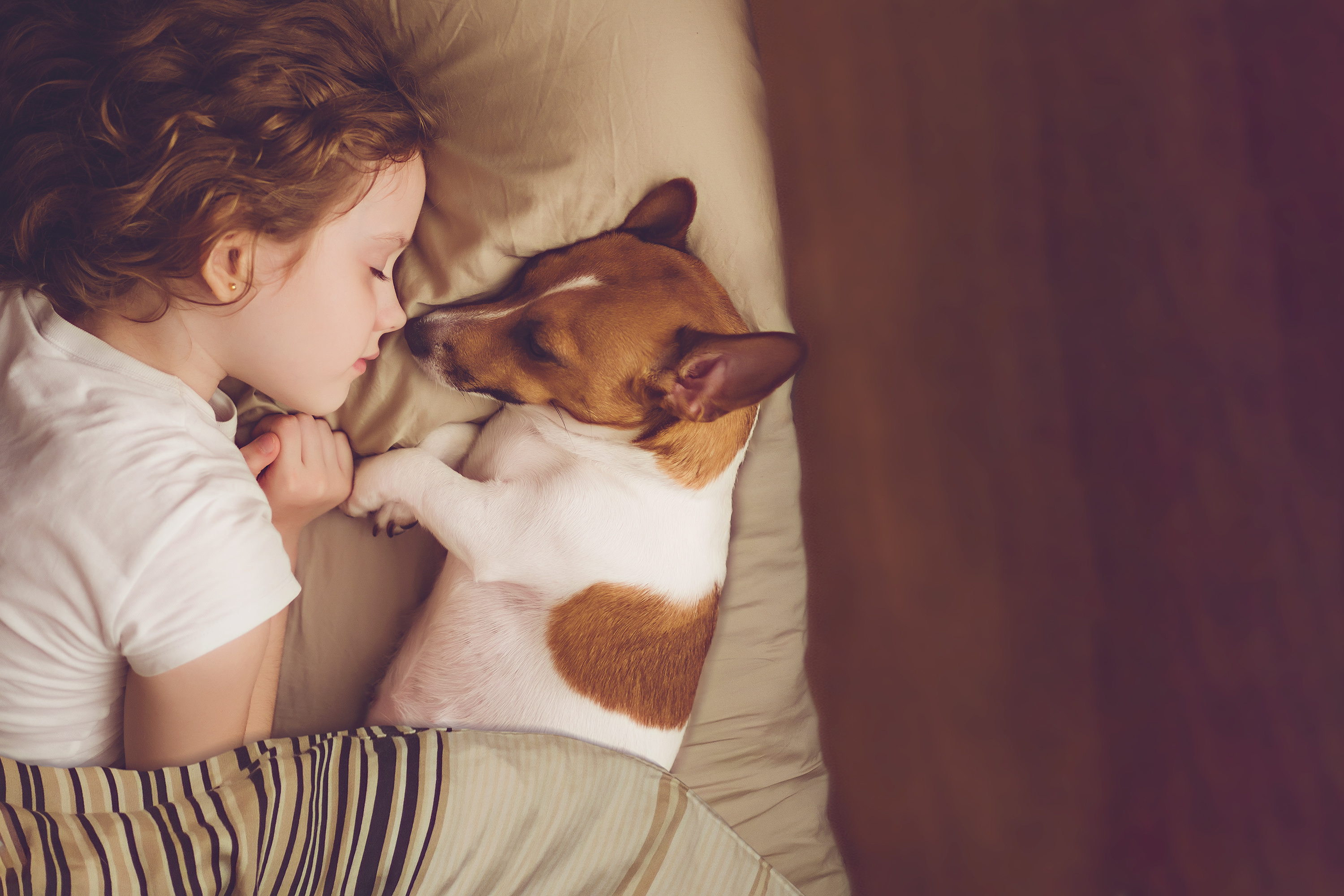 mädchen schläft mit jack russell terrier