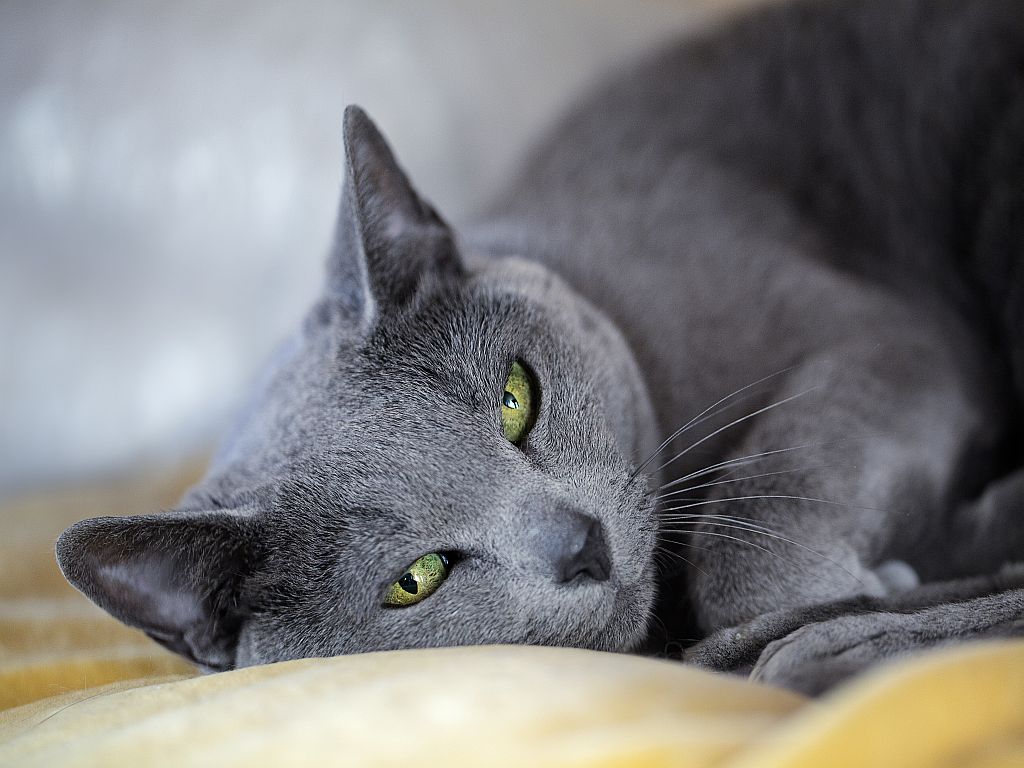 Artgerechte Katzenhaltung einer Russisch Blau.