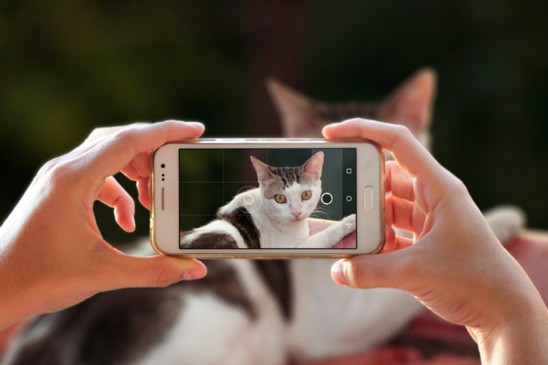 Katzenfoto Handy