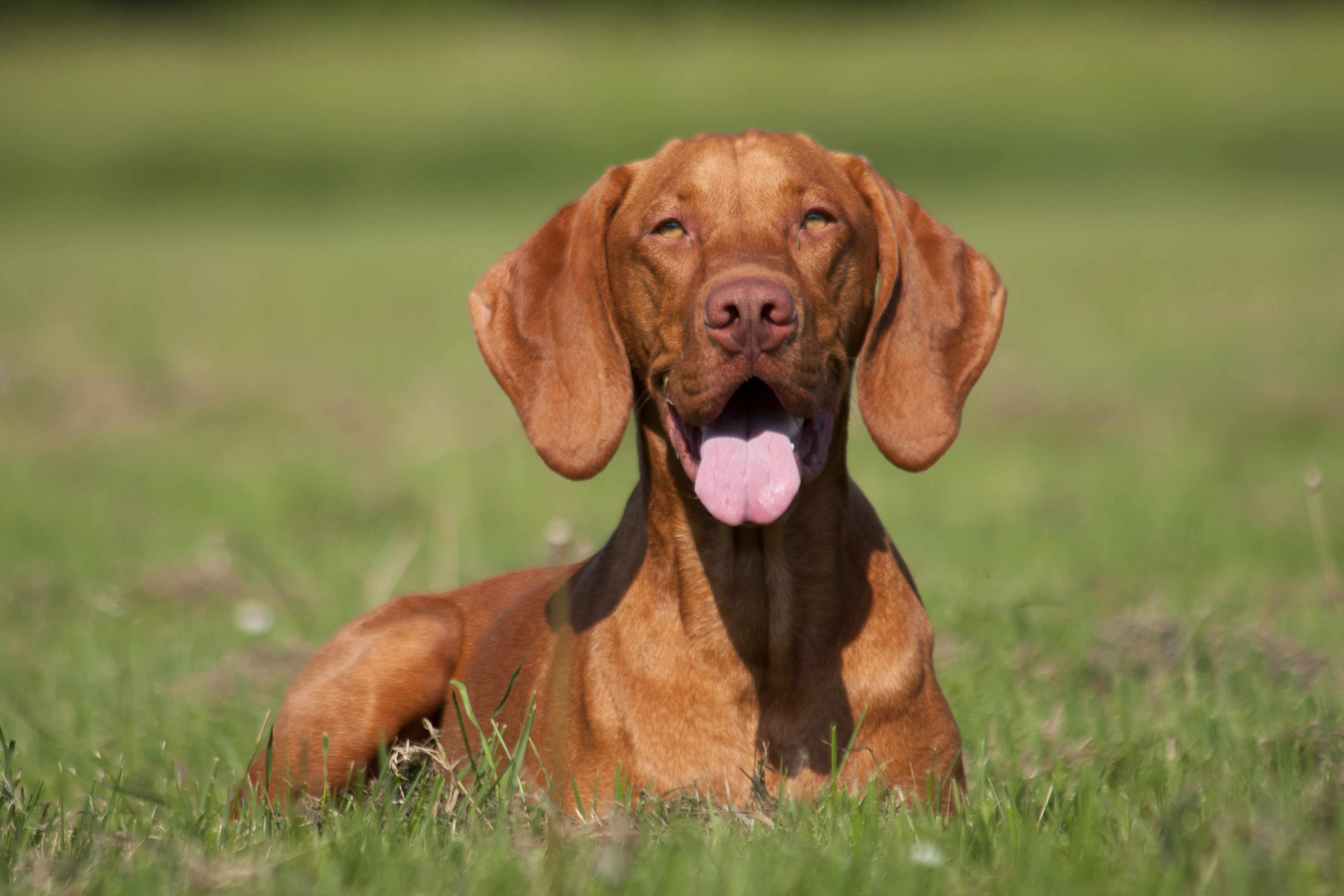 Magyar Vizsla glücklich