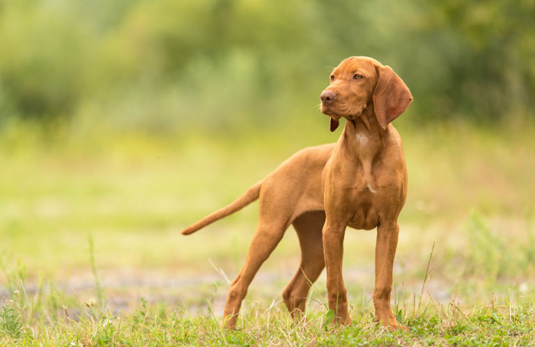 Magyar Vizsla im grass