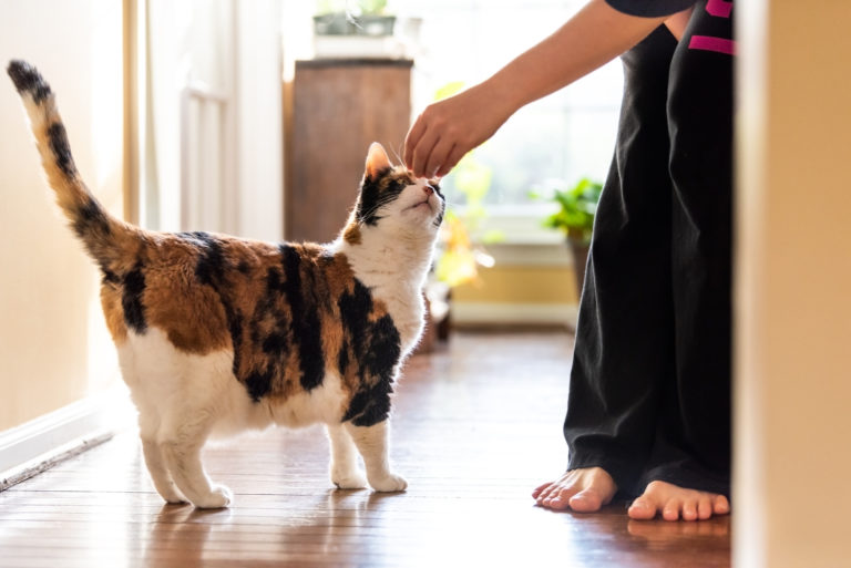 clickertraining mit der katze