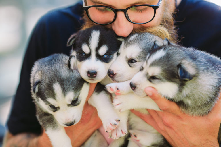 siberische husky welpen mit züchter