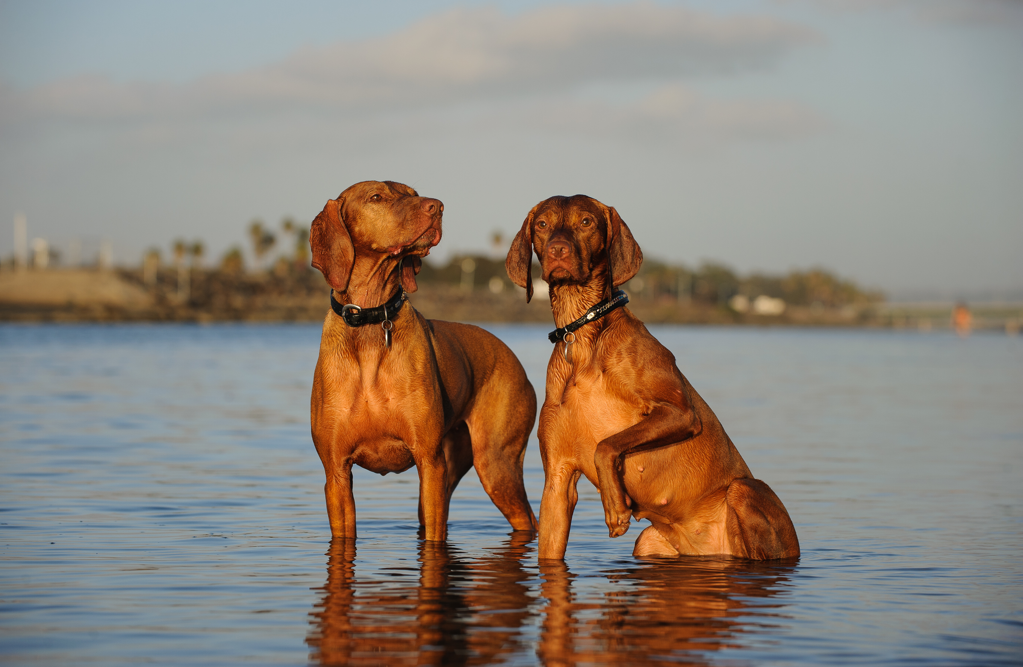 zwei Magyar Vizsla