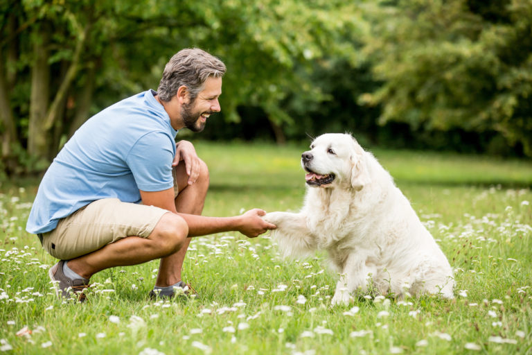 hundetrainer mit golden retriever