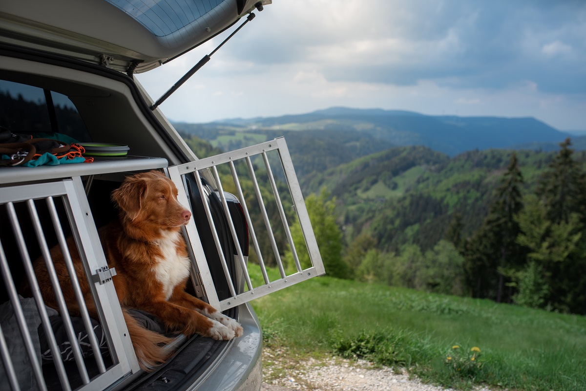 Hund in Box im Kofferraum