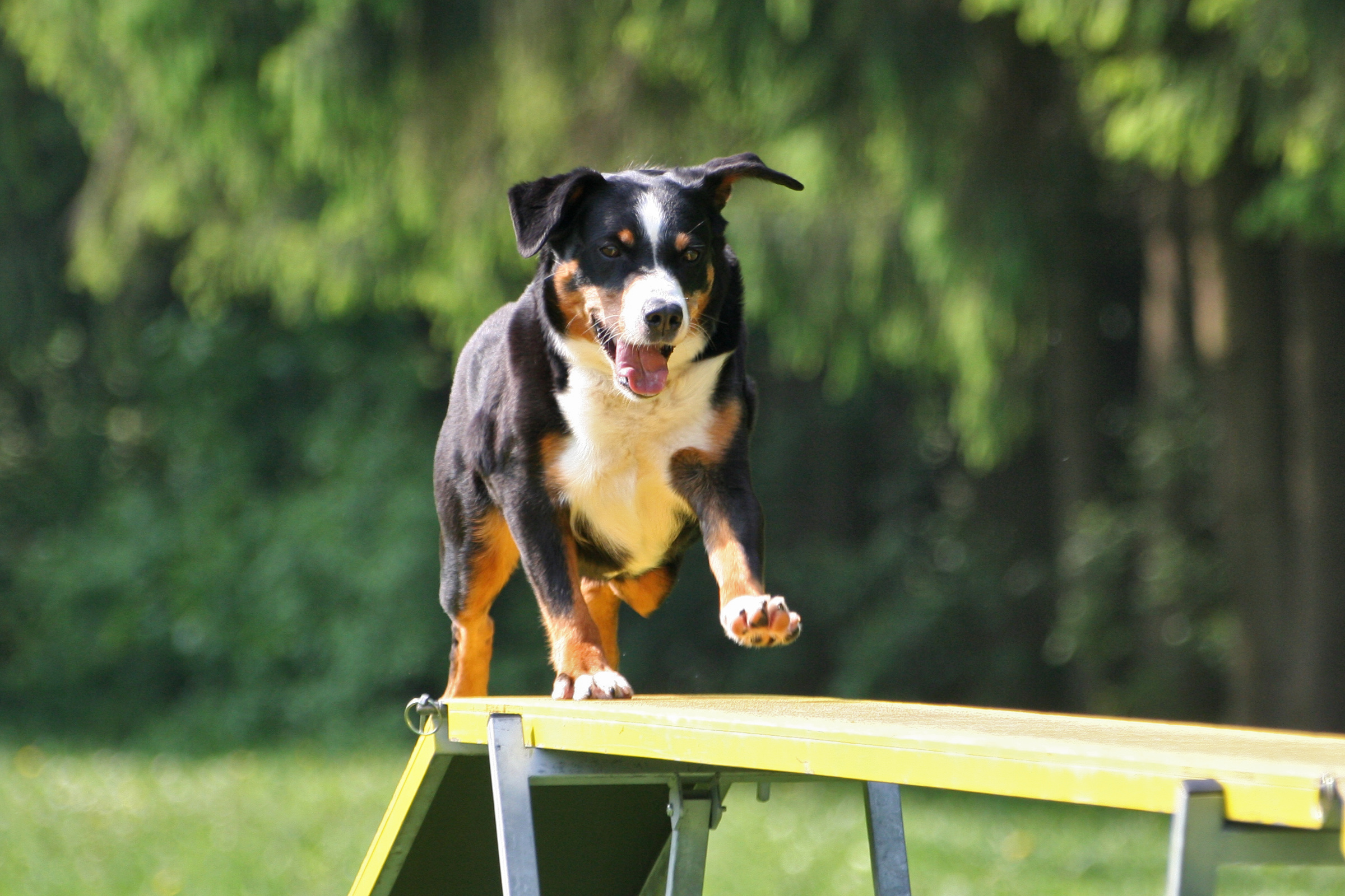 appenzeller sennenhund auf defility rampe