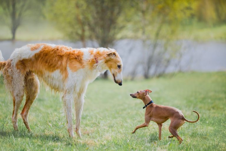 klein und groß windhunde