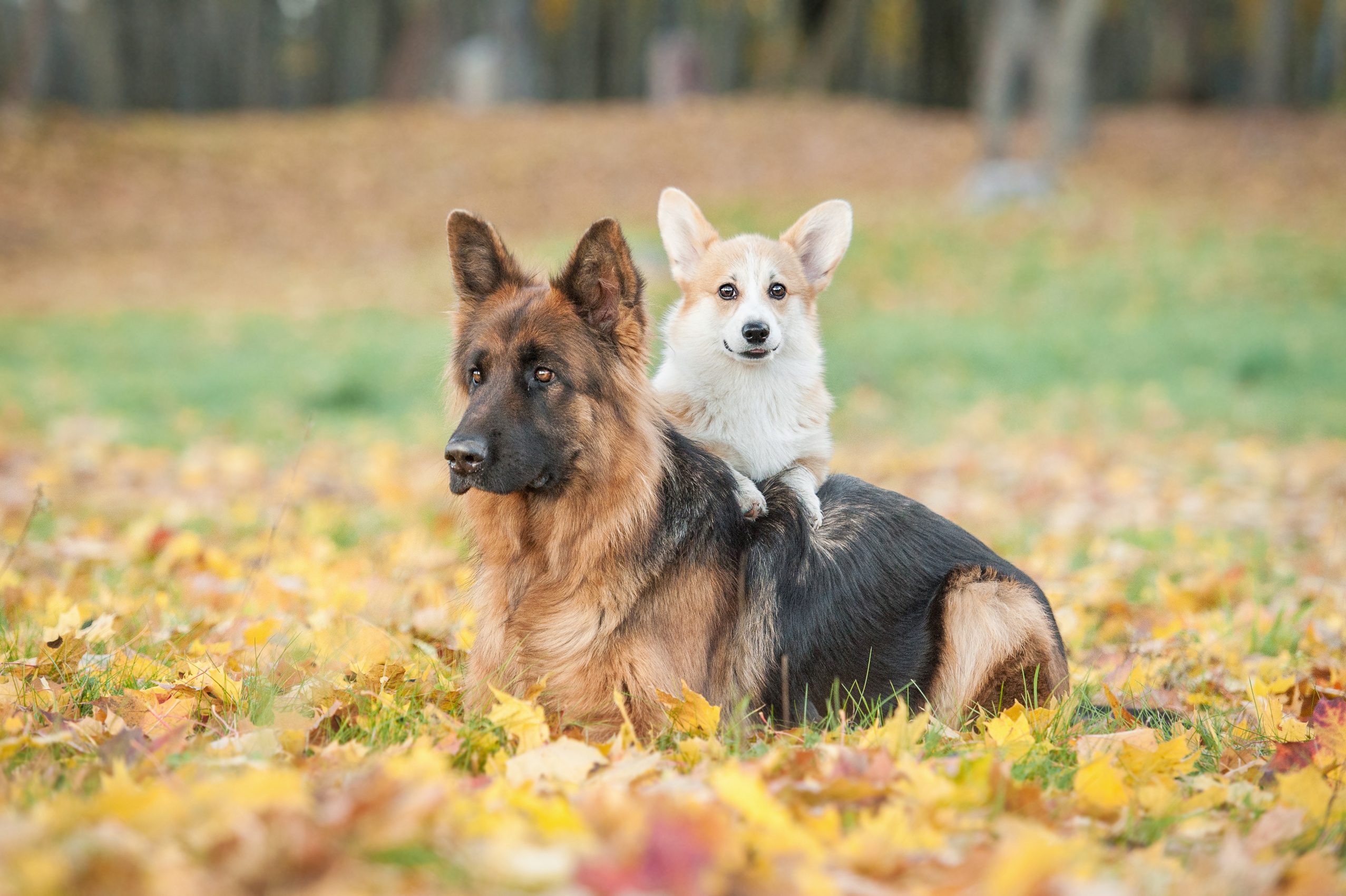 pembroke welsh corgi welpe mit deutscher schäferhund