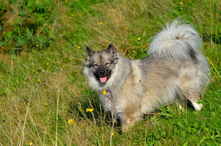 wolfsspitz im gras