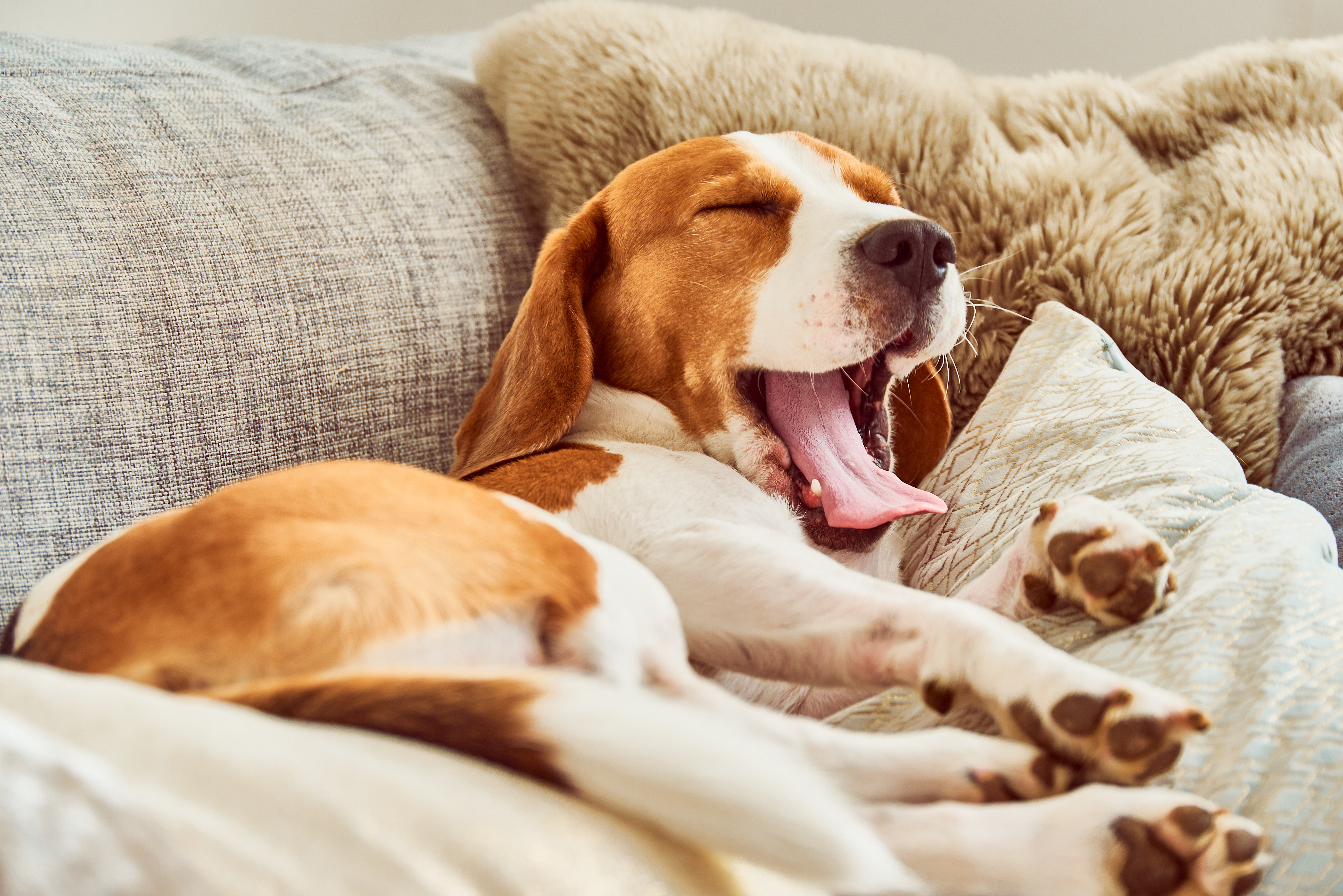 Durch Parvovirose geschwächter Hund