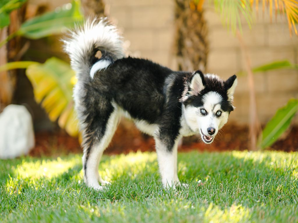 Pomsky Hund mit blauen Augen im Gras