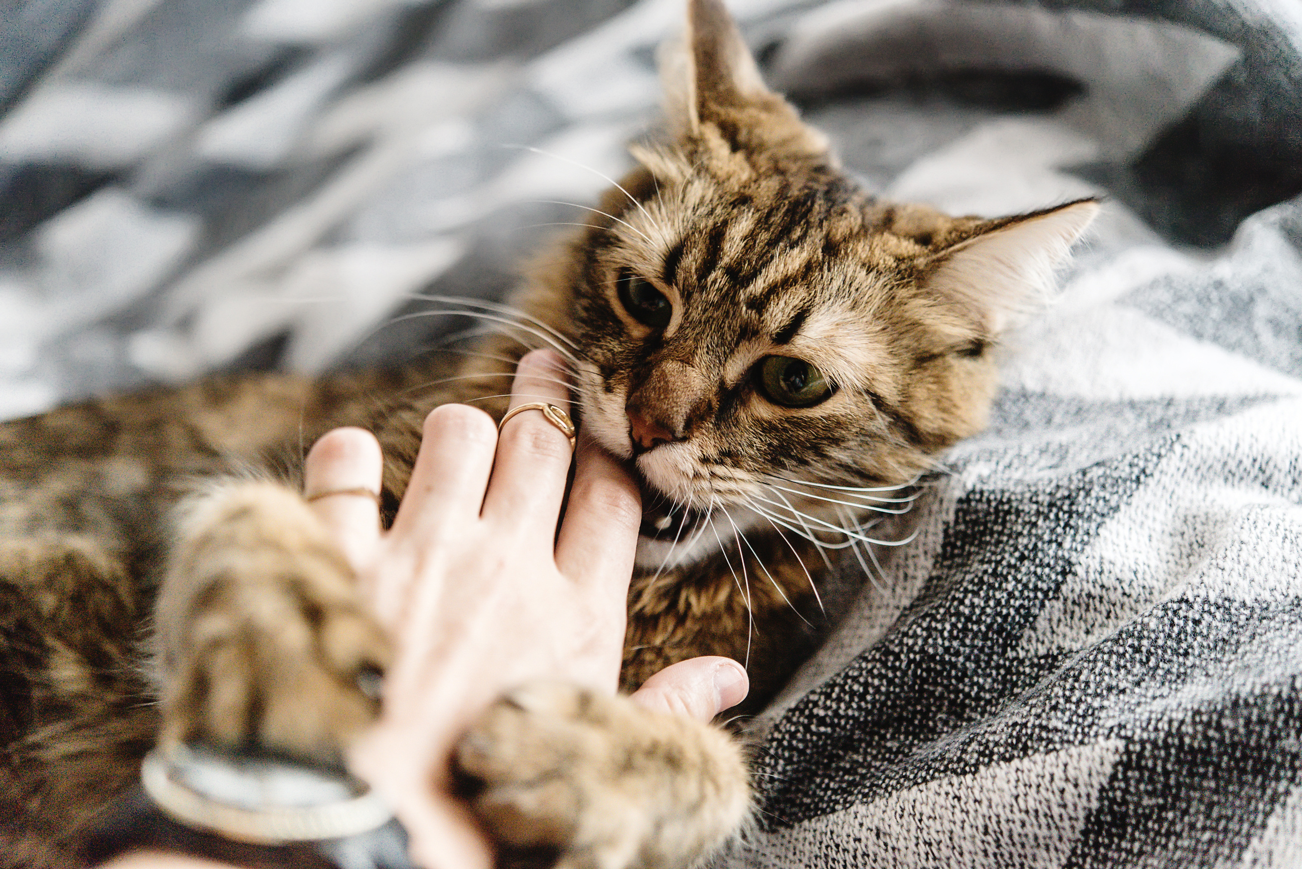 Katze Pinkelt Auf Handtuch