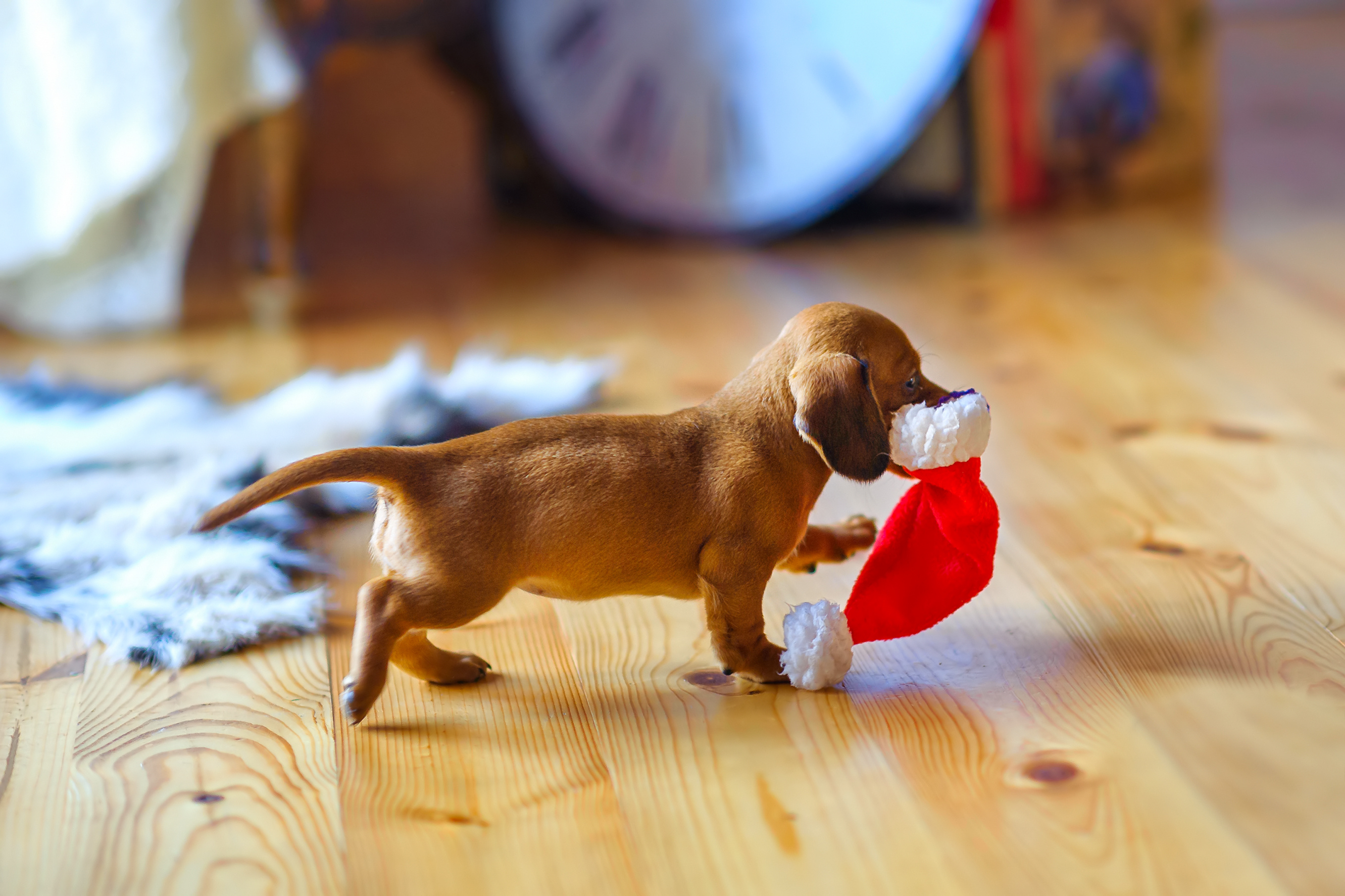 Welpe hat Weihnachtsmütze im Maul