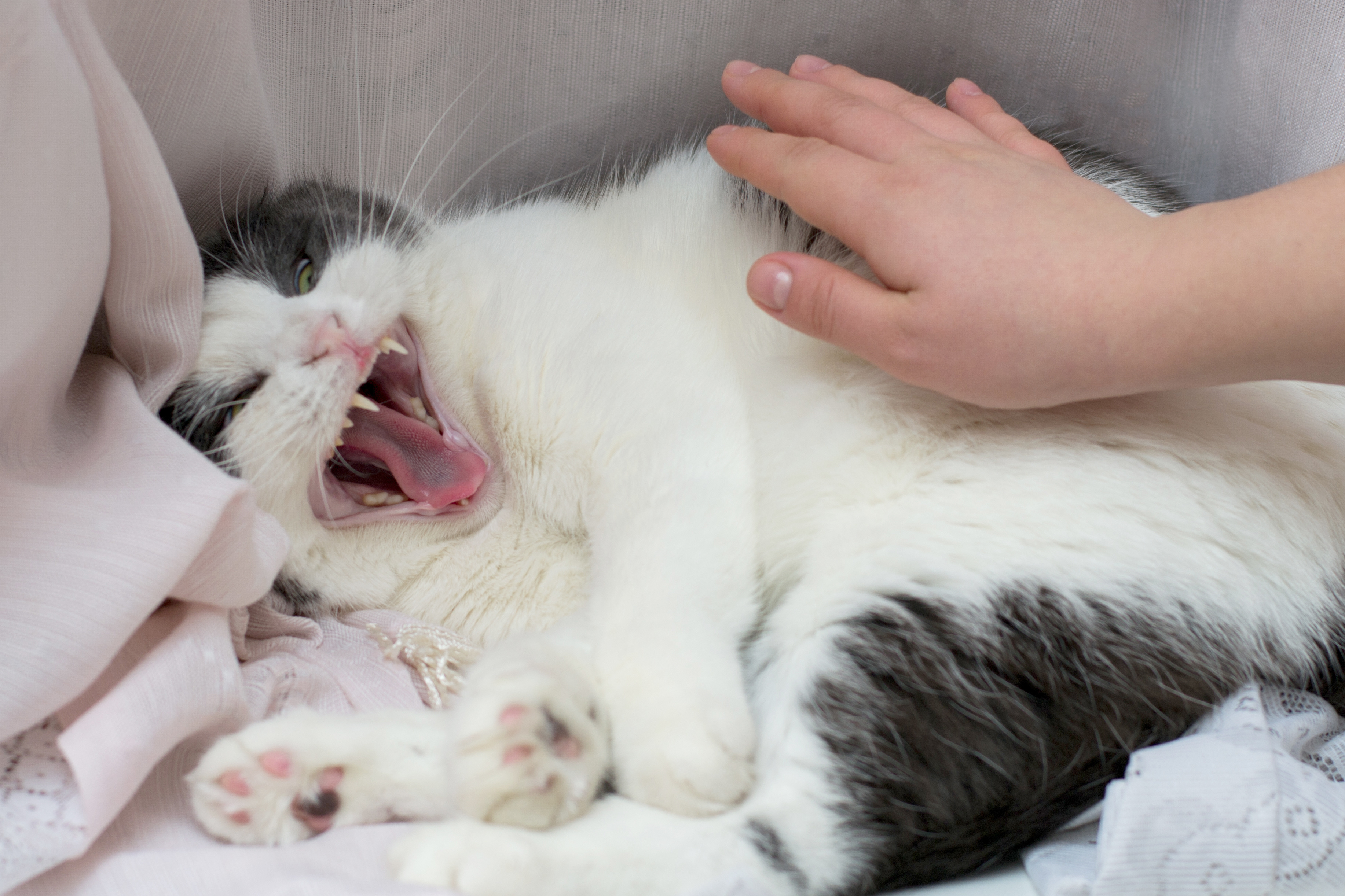 Katze faucht nach Kastration