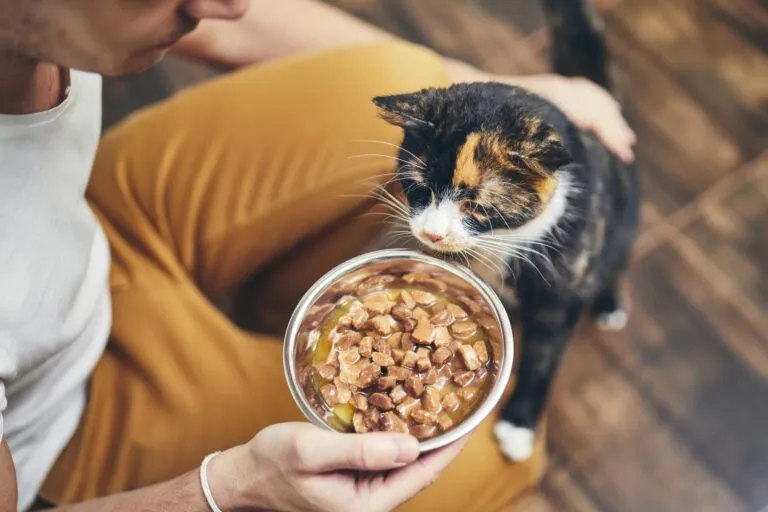 katze frisst nicht wegen Futterwechsel katze frisst nicht