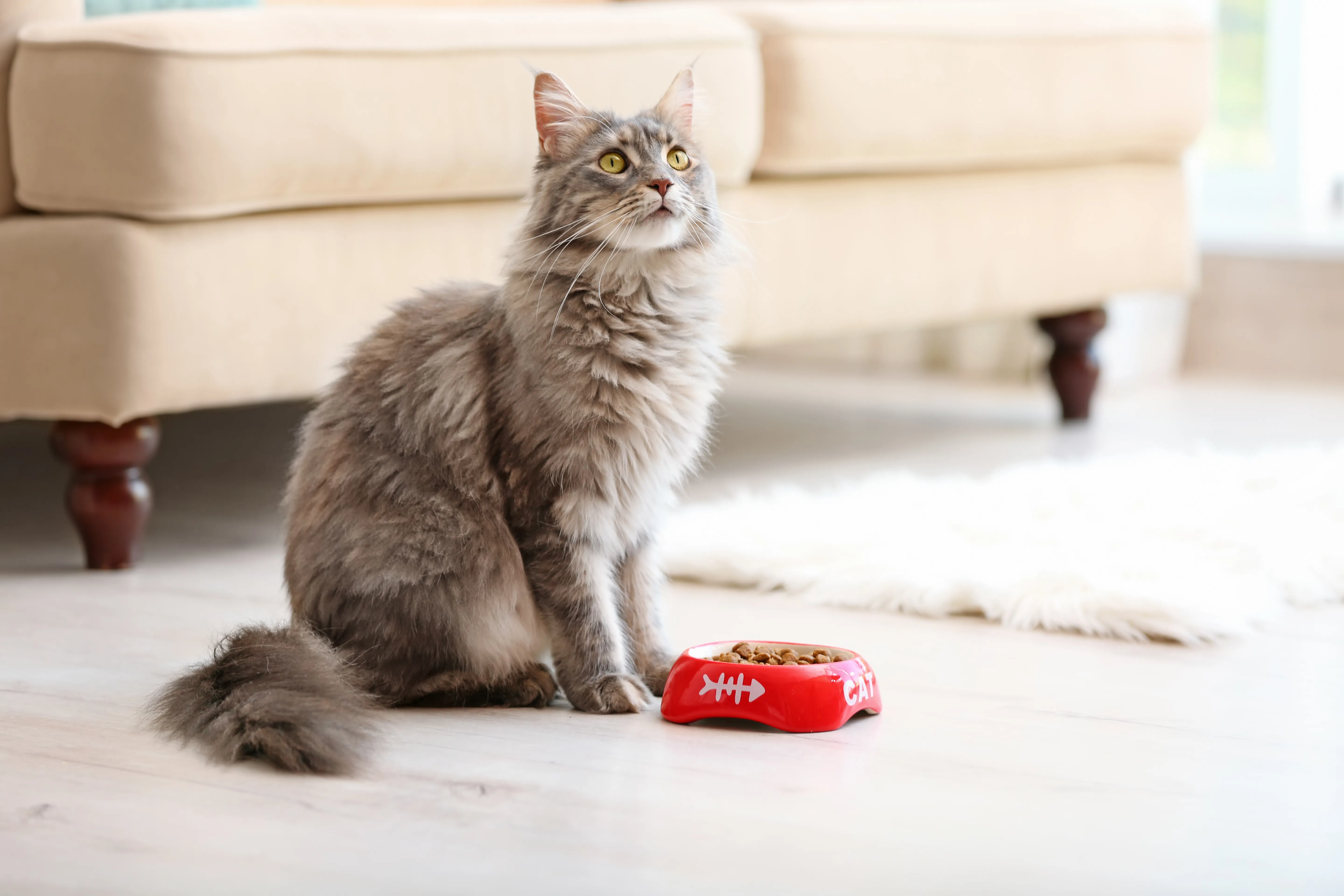 Katze frisst nicht Katze frisst Futter nicht