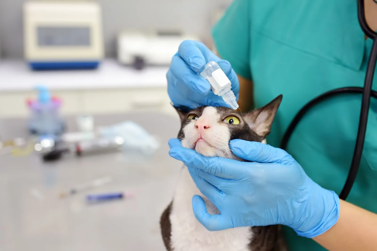Tierarzt behandelt Bindehaut bei einer Katze Bindehautbehandlung bei Katzen
