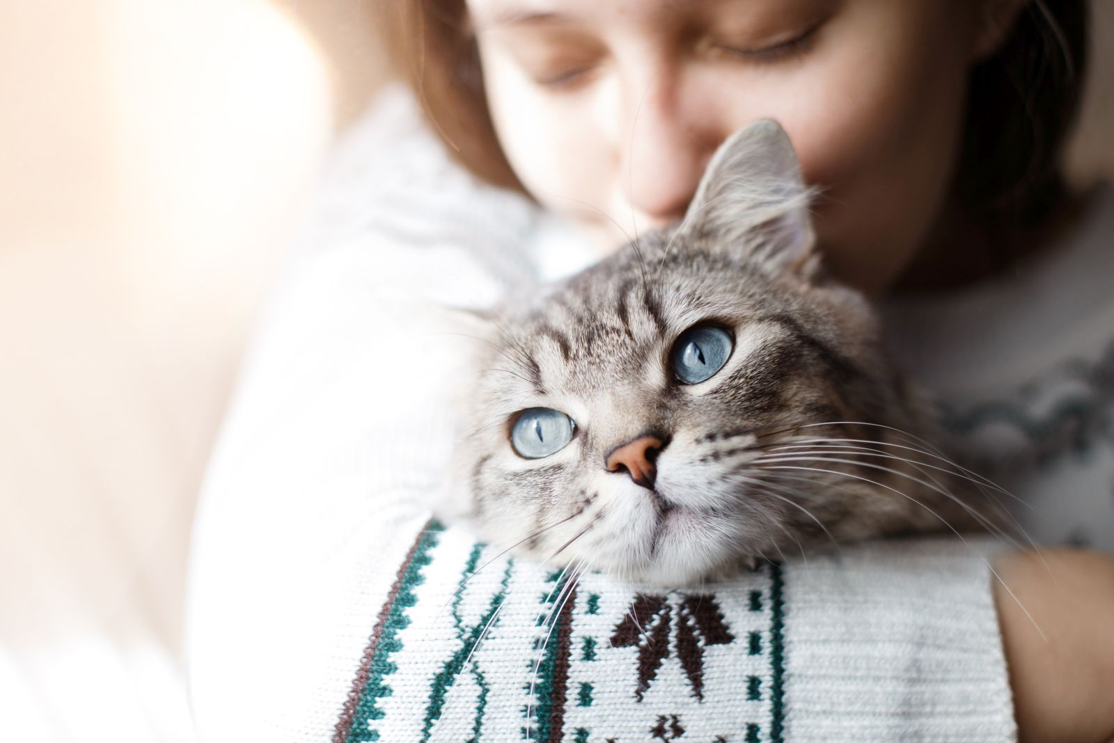 Bindehautentzündung bei Katzen zooplus Magazin